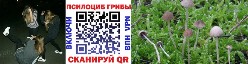 Псилоцибиновые грибы Cubensis  Берёзовский 
